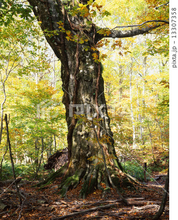 岳岱自然観察教育林のぶなの大木 岳岱自然観察教育林のぶなの大木 13307358