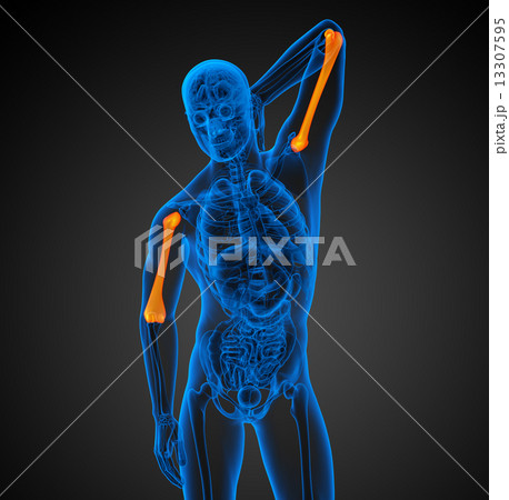 3d render medical illustration of the humerus bone 3d render medical illustration of the humerus bone 13307595