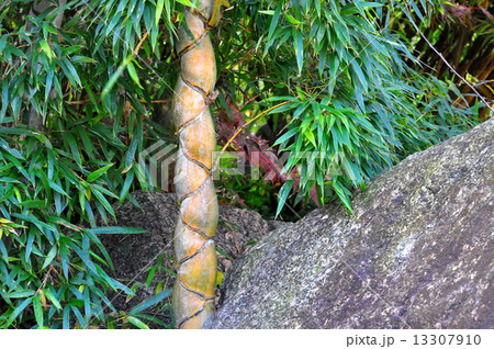 キッコウチク 13307910