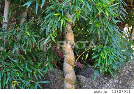 キッコウチク 13307911