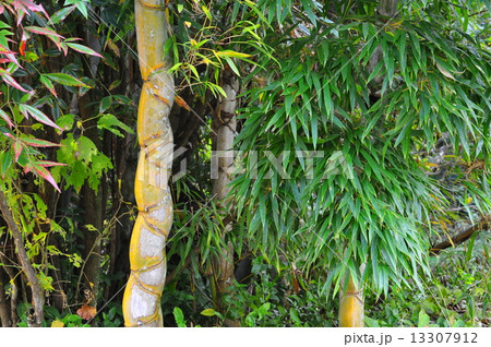 キッコウチク キッコウチク 13307912