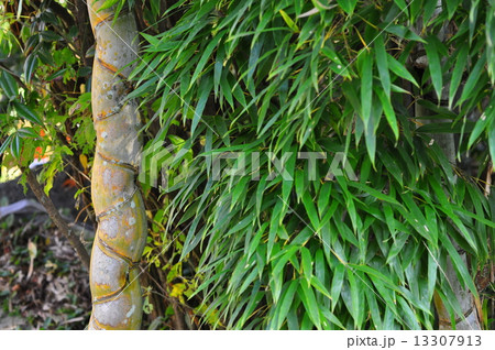 キッコウチク 13307913