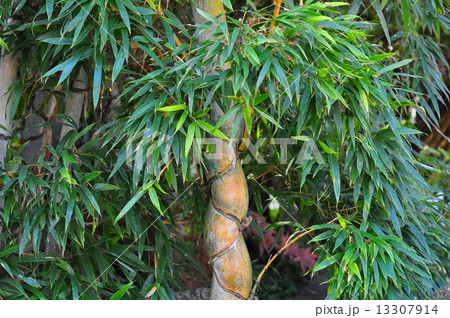 キッコウチク キッコウチク 13307914