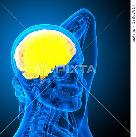 3d render medical illustration of the human brain 13307917