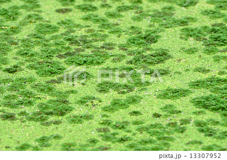 duckweed duckweed 13307952