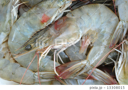 prawns, shrimps 13308015