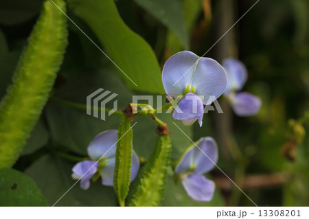 シカクマメの花 シカクマメの花 13308201