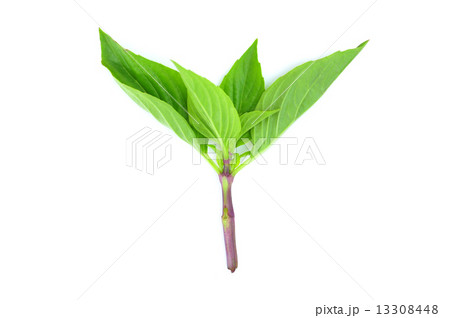 Basil leaves 13308448