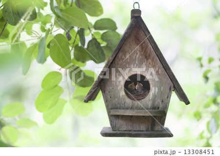 Bird house 13308451