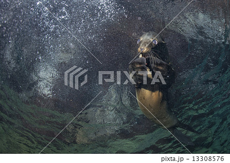 Puppy sea lion underwater looking at you 13308576