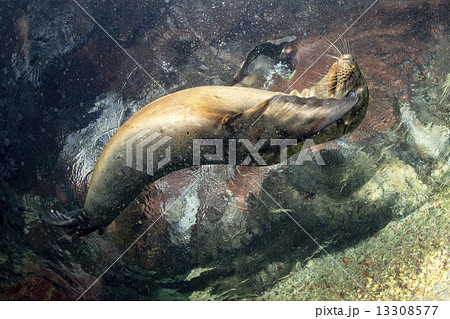 Puppy sea lion underwater looking at you 13308577