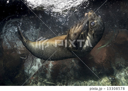 Puppy sea lion underwater looking at you 13308578