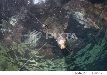 Puppy sea lion underwater looking at you 13308579