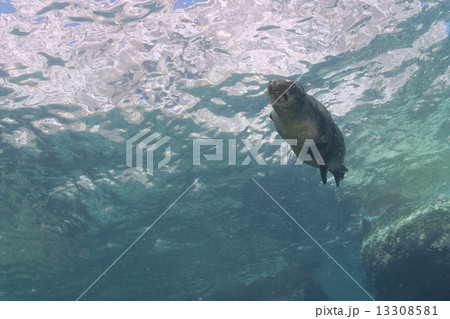 Puppy sea lion underwater looking at you 13308581