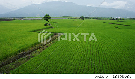 水田 米 稲 13309036