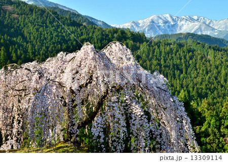 冠雪の峰としだれ桜5 13309114