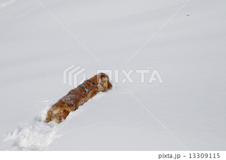 Puppy Dog while playing on the snow 13309115
