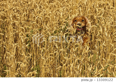 dog running in the weath field dog running in the weath field 13309122