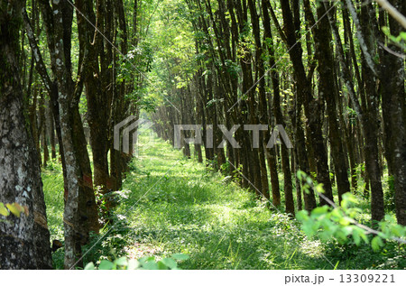 Rubber tree 13309221