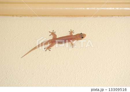 Lizard 13309516