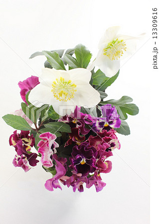 クリスマスローズとパンジーのアレンジ 13309616