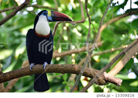 シロムネオオハシ シロムネオオハシ 13309816