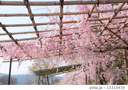 半木の道の桜 半木の道の桜 13310430