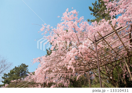 半木の道の桜 半木の道の桜 13310431