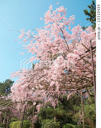 半木の道の桜 半木の道の桜 13310434