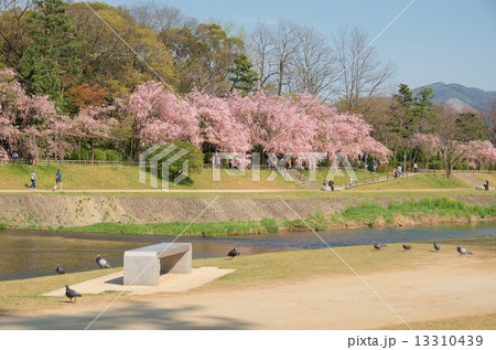 半木の道の桜 半木の道の桜 13310439