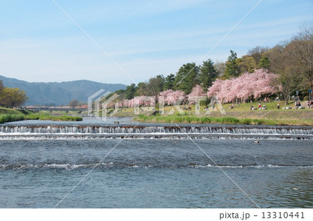 半木の道の桜 13310441