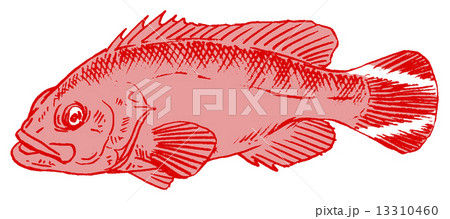 ニジハタ 13310460