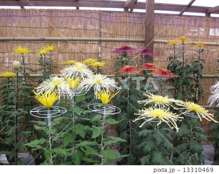 大菊（管物） 13310469