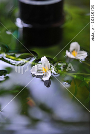 可愛いオオカナダモの花  13310759