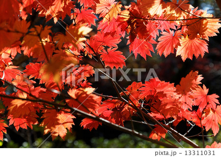 本土寺のハウチワカエデの紅葉 13311031
