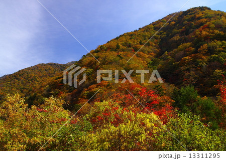 奥祖谷紅葉 13311295