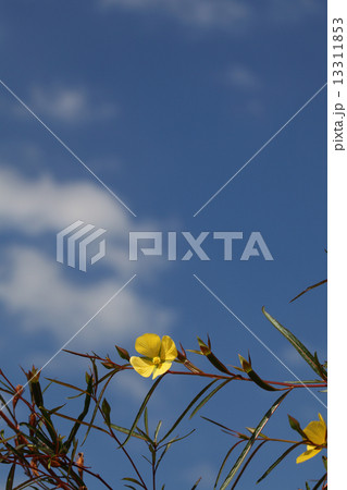 アメリカミズキンバイの花と青空 アメリカミズキンバイの花と青空 13311853