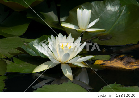 白い睡蓮の花 13312020