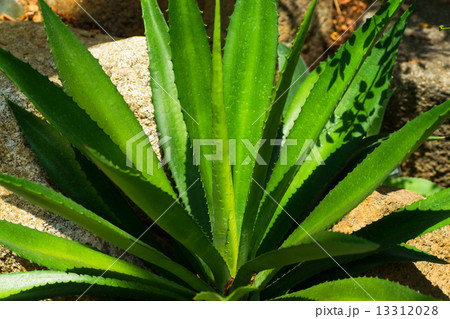 アガベ・種名不詳、キジカクシ科 13312028