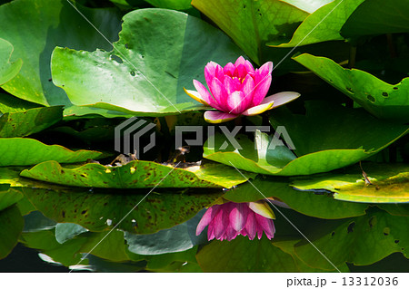 赤い睡蓮の花 13312036