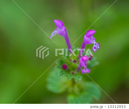 ホトケノザ ホトケノザ 13312053