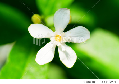 ライティア、キョウチクトウ科 13312054