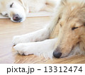 すこやかな眠り 13312474