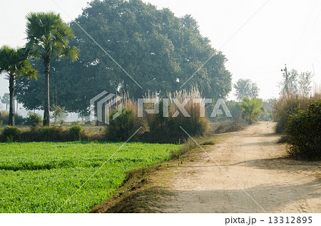 インド　ブッダ・ガヤー　スジャータ村の道 13312895