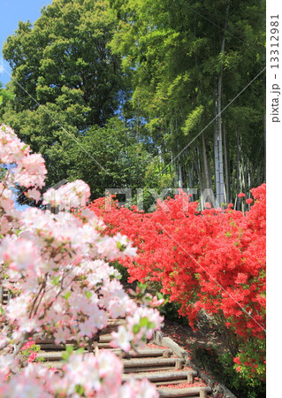 笠間つつじまつり 13312981