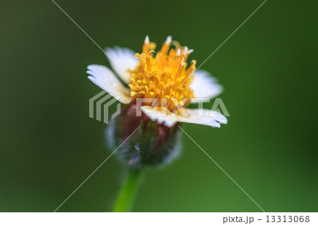 beautiful wild flower in forest 13313068