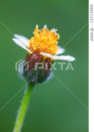 beautiful wild flower in forest 13313069