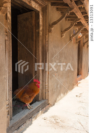 ネパール カトマンドゥ 農家の戸口のニワトリ ネパール カトマンドゥ 農家の戸口のニワトリ 13313091