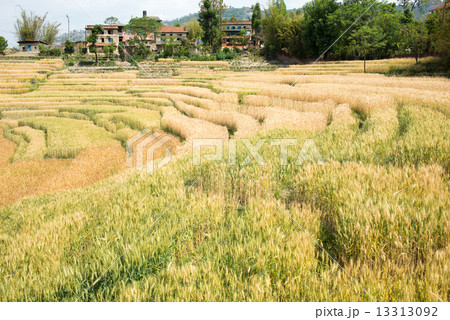 ネパール カトマンドゥ郊外の麦畑 ネパール カトマンドゥ郊外の麦畑 13313092