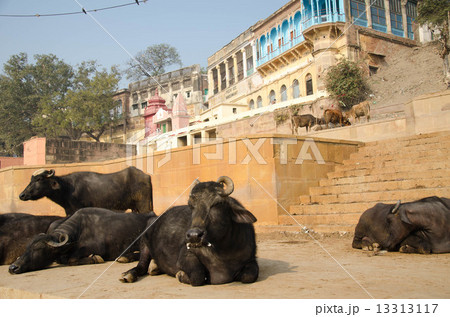 ンド　ヴァラーナシーの沐浴場の水牛 13313117